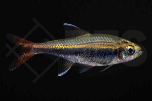 Loretosalmler (Hyphessobrycon loretoensis)