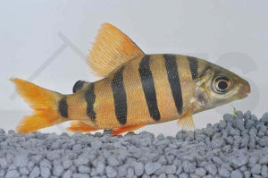Zebra Geradsalmler (Distichodus sexfasciatus)