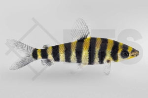 Gebänderter Leporinus (Leporinus fasciatus)