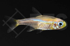 Neonsalmler 