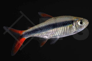 Thayeria Sp. (Rio Teles Pires)