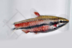 Purpur-Zwergziersalmler (Nannostomus rubrocaudatus)