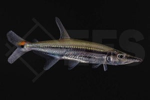 Barrakuda-Salmler (Acestrorhynchus nasutus)
