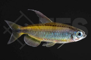 Goldener Kongosalmler (Phenacogrammus aurantiacus)