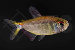 Hemigrammus (spec. Iquitos)