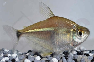 Diskussalmler (Poptella paraguayensis)