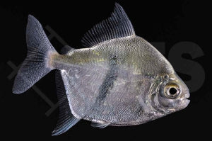 Schomburgks Scheibensalmler (Myleus schomburgkii)