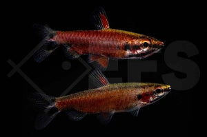 Cenepa Zwergziersalmler (Nannostomus spec. 