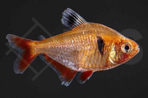 Blutsalmler Brillant (Hyphessobrycon eques)
