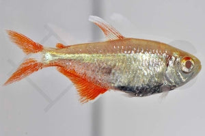 Rautenflecksalmler 