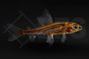 zorniger Zwergpfeilsalmler (Odontocharacidium aphanes)