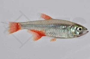 Rotflossensalmler (Aphyocharax anisitsi)