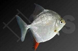 Hakenscheibensalmler (Myleus rubripinnis)