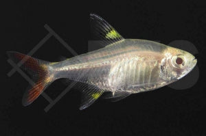 Sternflecksalmler 