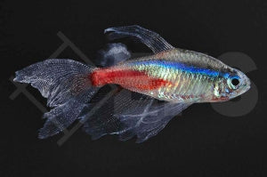 Schleier-Neonsalmler (Paracheirodon innesi)