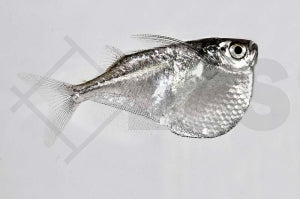 Platinbeilbauch (Thoracocharax securis)