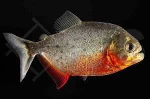 Roter Piranha (Serrasalmus nattereri)
