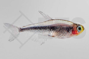 Tucanosalmler (Tucanoichthys tucano)