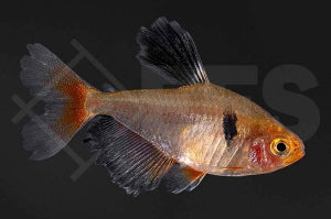 Schleier-Blutsalmler (Hyphessobrycon eques)