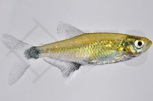 Augenflecksalmler (Aphyocharax paraguayensis)