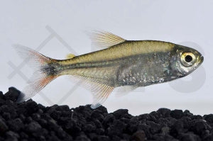 Goldbandsalmler (Creagrutus beni)