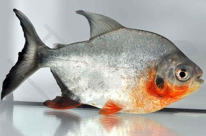 Roter Pacu (Piaractus brachypomum)
