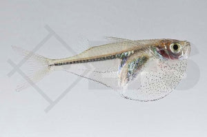 Glasbeilbauch (Carnegiella meyersi)