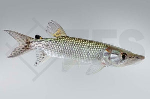 Afrika Hechtsalmler (Hepsetus odoe)