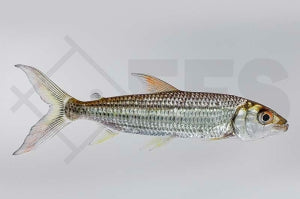 Tigersalmler (Hydrocynus vittatus)