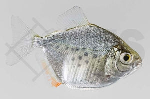 Gefleckter Scheibensalmler (Metynnis lippincottianus)