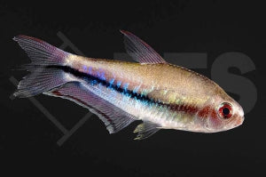 Regenbogentetra (Nematobrycon lacortei)