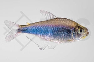 Rotblauer Perusalmler (Hyphessobrycon margitae)