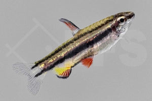 Zwergziersalmler (Nannostomus marginatus)