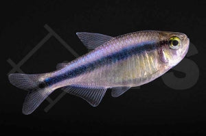 Blauer Tapajós-Salmler (Hyphessobrycon melanostichos)
