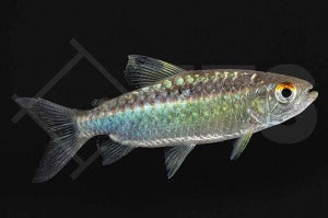 Afrikanischer Großschuppensalmler (Arnoldichthys spilopterus)