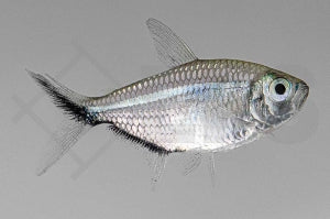 Schwarzliniensalmler (Moenkhausia costae)