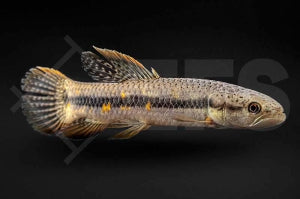 Roter Wolfsalmler (Erythrinus spec. Peru red)