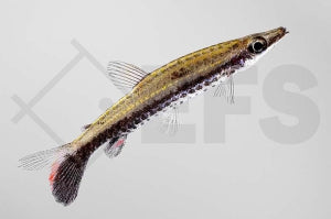 Spitzmaulziersalmler (Nannostomus eques)