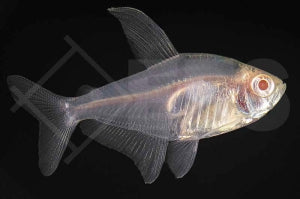 Roter Phantomsalmler 