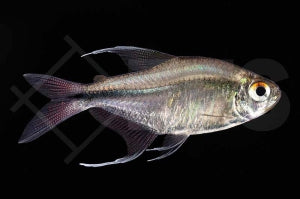 Phönixsalmler (Hemigrammus filamentosus)