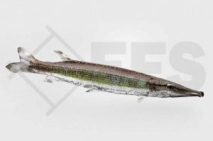 Gestreifter Hechtsalmler (Boulengerella lateristriga)