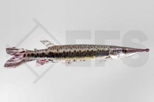 Gefleckter Hechtsalmler (Boulengerella maculata)