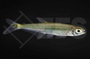 Eidechsensalmler (Iguanodectes spilurus)