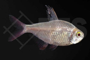 Rot-Blauer Columbianer 