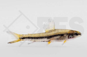 Gebänderter Bodensalmler (Characidium fasciatum)