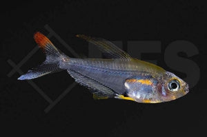 Kolibrisalmler (Trochilocharax ornatus)