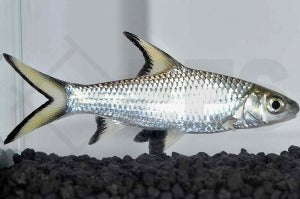 Haibarbe (Balantiocheilos melanopterus)