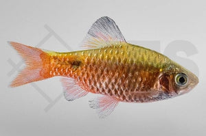 Prachtbarbe (Puntius conchonius)