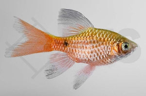 Schleierprachtbarbe (Puntius conchonius)