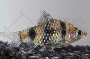 Purpurkopfbarbe (Barbus nigrofasciatus)